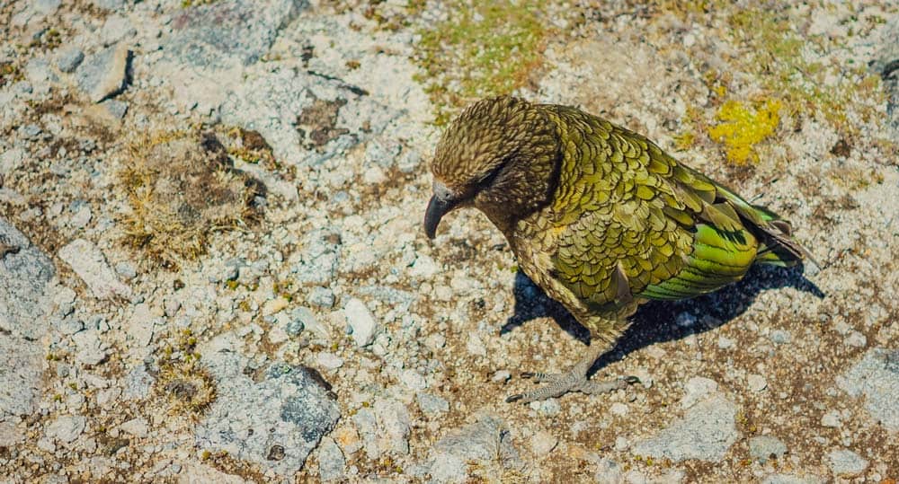 kea spotten kepler track nieuw zeeland