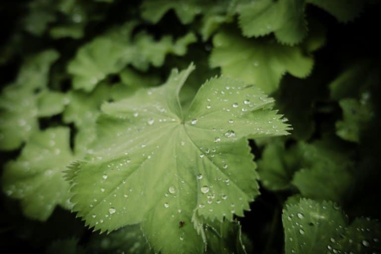 Wandelen in Hoegaarden