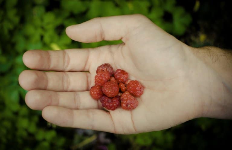 Wandelen in Hoegaarden