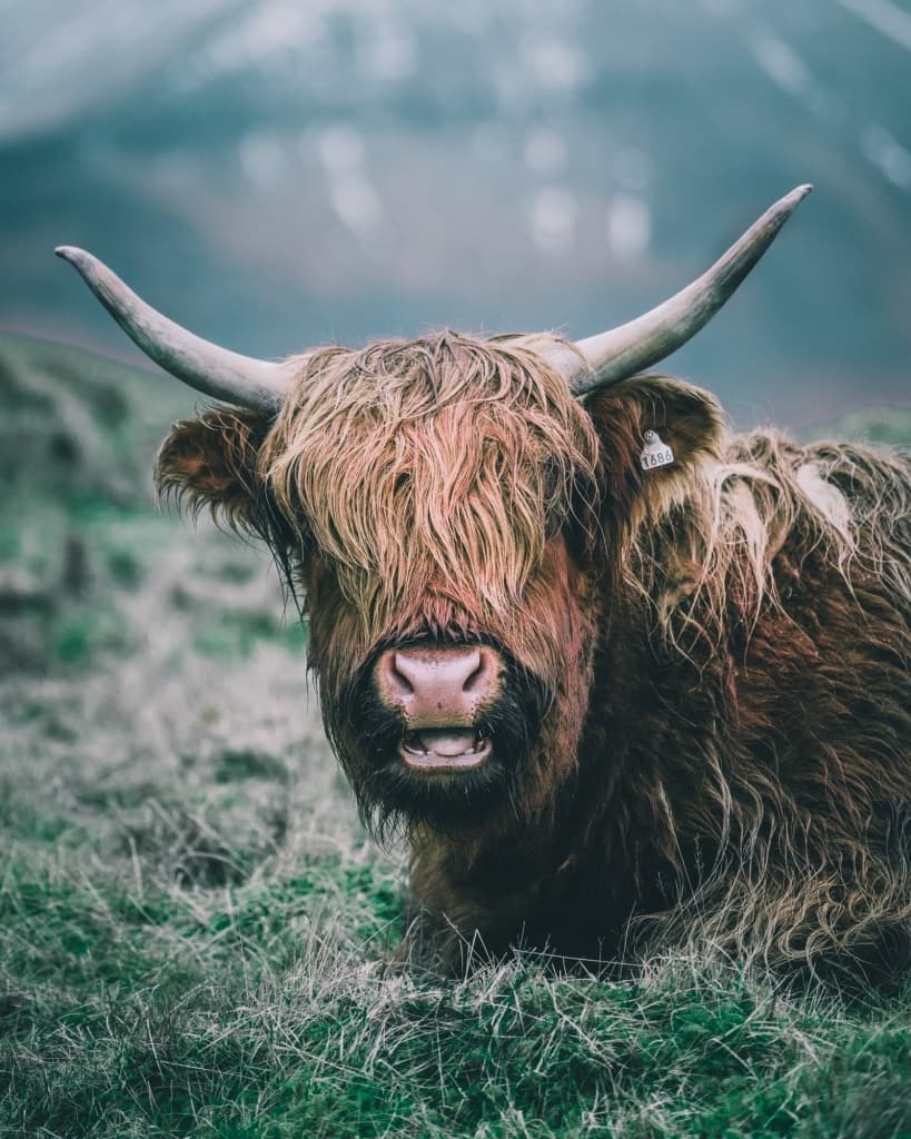 koe yak Faroer eilanden