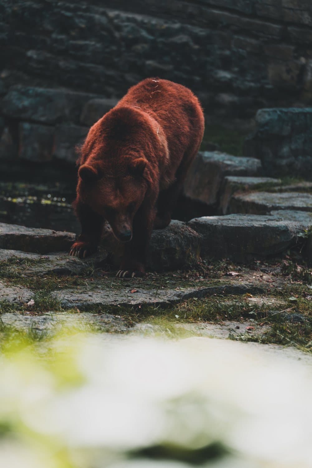 beren zien in belgie