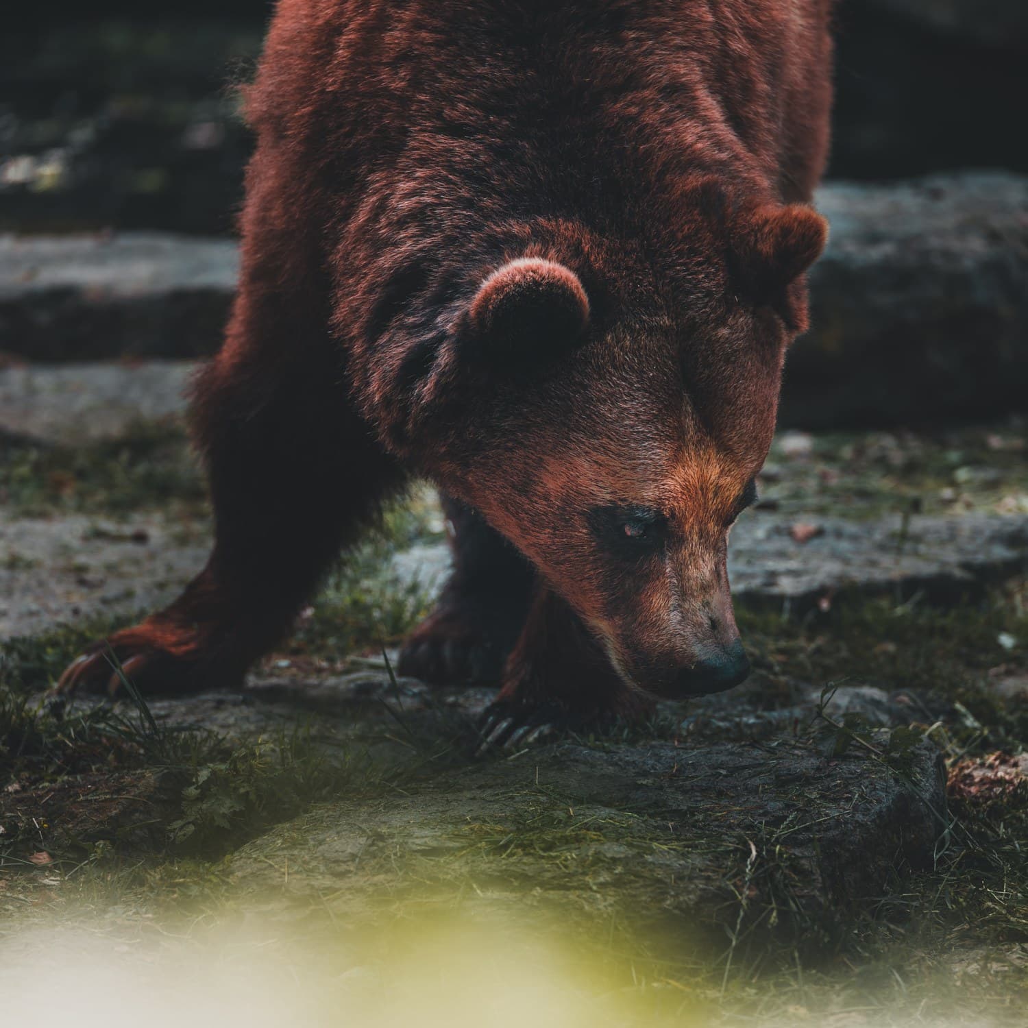 grottes de han wildlife