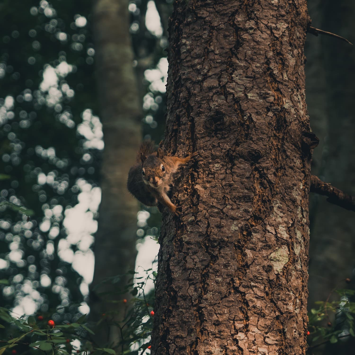 mooiste roadtrip canada